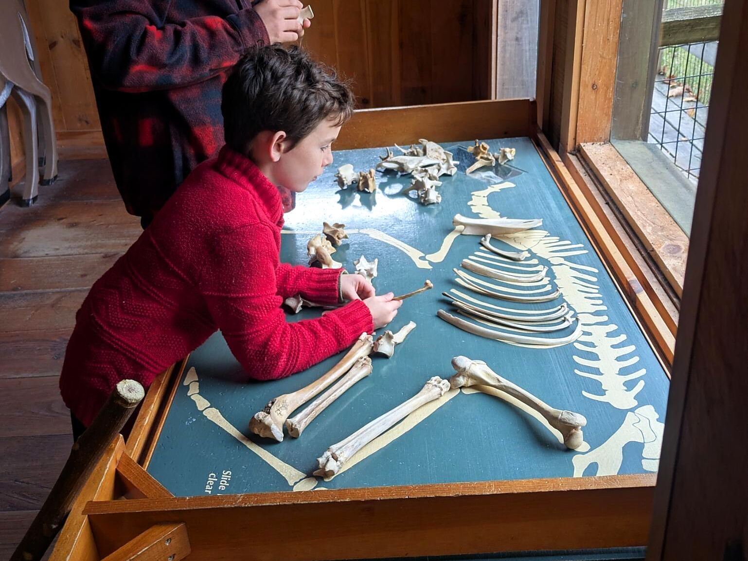 Two children assemble an animal skeleton bone by bone in a wooden display case.